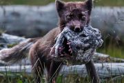 Predators Unleashed: The Relentless Battle for Survival in the Wild
