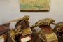 Froggyland: The Strangest Museum in Split, Croatia