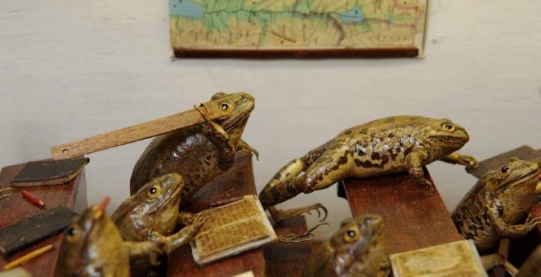 Froggyland: The Strangest Museum in Split, Croatia
