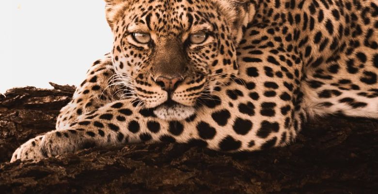 Through the Lens of the Wild: The Art and Responsibility of Professional Wildlife Photography