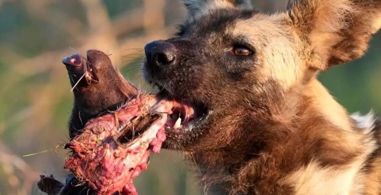 Blood and Balance: The Harsh Reality of Survival in the World’s Wild Ecosystems