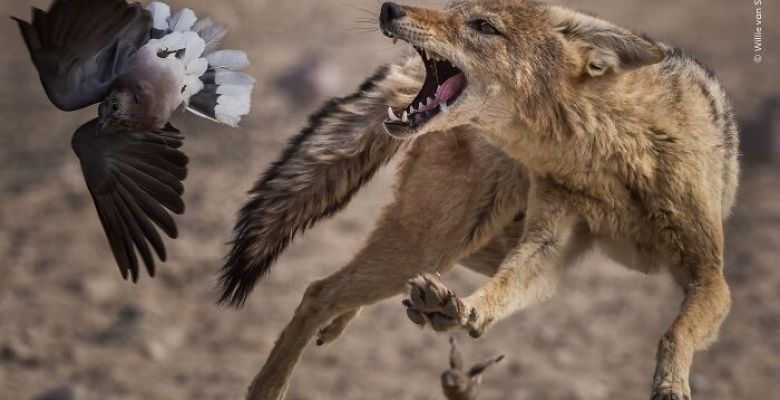 The Silent Beauty of the Wild: Capturing Nature Through the Lens